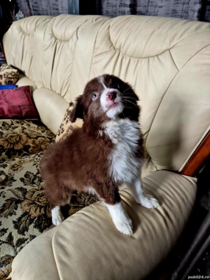 Border Collie pedigree export  - imagine 3