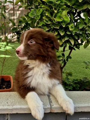 Border Collie pedigree export  - imagine 2