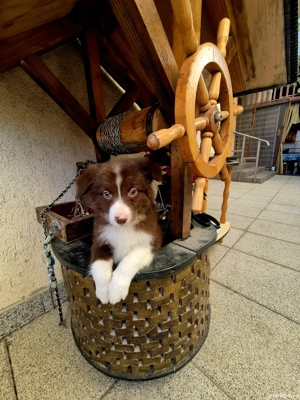 Border Collie pedigree export  - imagine 4