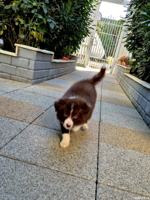 Border Collie pedigree export  - imagine 5