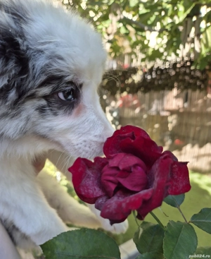 Border Collie pedigree export 