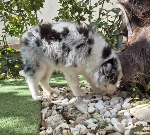 Border Collie pedigree export  - imagine 3