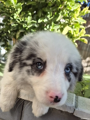 Border Collie pedigree export  - imagine 5