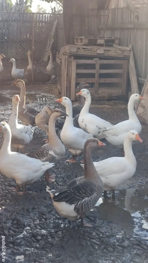 gaste leșești și gâște de carne