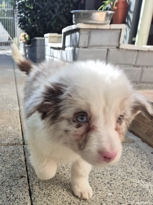Border Collie pedigree export  - imagine 2