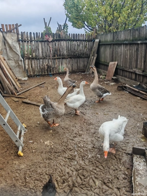 gaste leșești și gâște de carne  - imagine 2