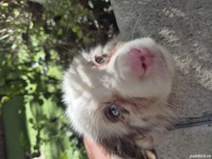 Border Collie pedigree export  - imagine 3