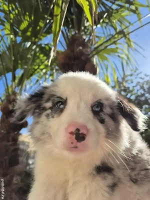 Border Collie pedigree export  - imagine 2