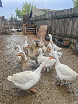 gaste leșești și gâște de carne  - imagine 3