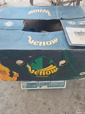 gaste leșești și gâște de carne  - imagine 5