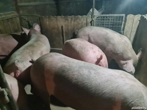 vind ce se vede - imagine 3