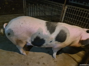 vind ce se vede - imagine 2