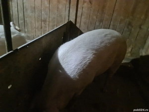 vind ce se vede - imagine 4