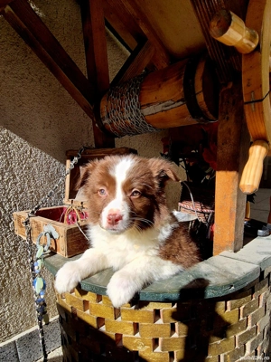 Border Collie pedigree export  - imagine 4