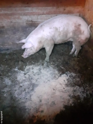 de vânzare  ,are in jur de 180 kg - imagine 4