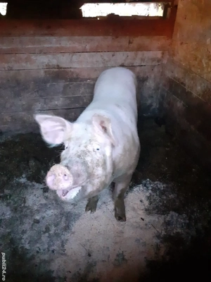 de vânzare  ,are in jur de 180 kg - imagine 3