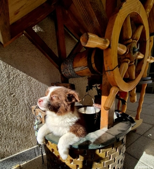 Border Collie pedigree export  - imagine 5