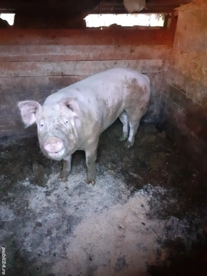 de vânzare  ,are in jur de 180 kg - imagine 5