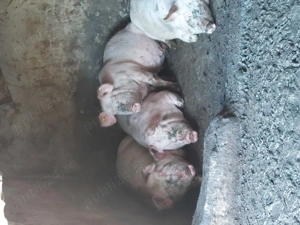 Porci de vanzare - imagine 2