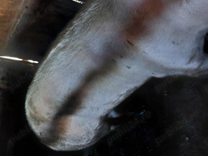 Porci de vanzare - imagine 3