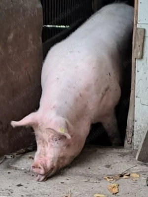 14 lei.Rasă de carne