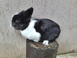 Iepuri pitici caută casă nouă 