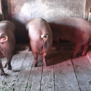 porci de vânzare  - imagine 2 porci de vânzare  - imagine 2
