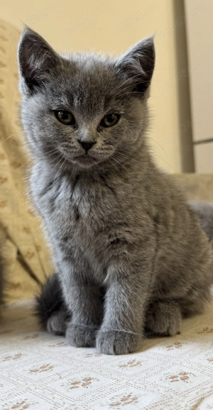 Pui British short hair  - imagine 2