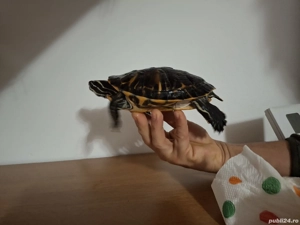 Vând țestoasă  - imagine 2