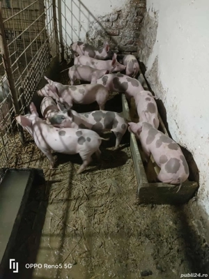 Porci de vanzare petreni puri