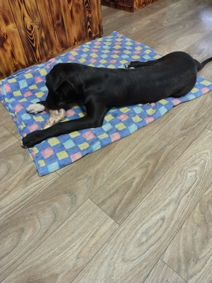 Disponibilă cățelușe de dog german în vârstă de 5 luni