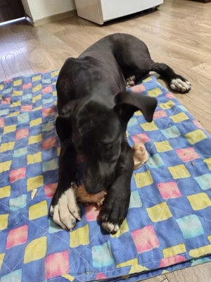 Disponibilă cățelușe de dog german în vârstă de 5 luni  - imagine 5