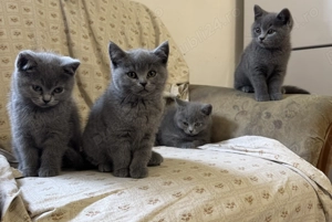 Pui British short hair  - imagine 3