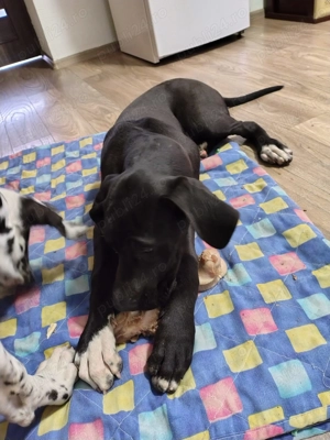 Disponibilă cățelușe de dog german în vârstă de 5 luni  - imagine 2