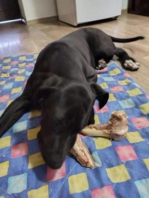 Disponibilă cățelușe de dog german în vârstă de 5 luni  - imagine 3