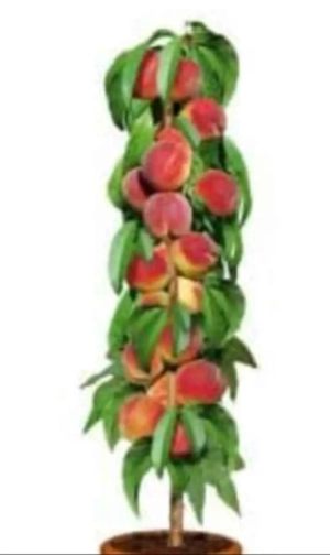 pomi fructiferii - imagine 2