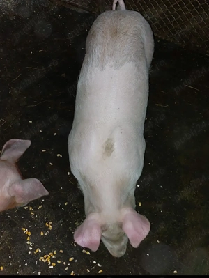 Purcei rasă  de carne