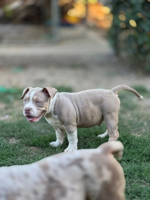 Urgent !! American Bully pocket 