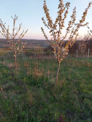 Teren   Livada Paleu Cetariu 1 hectar 10.000 metri