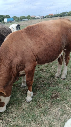 Vând un taur și o vitea