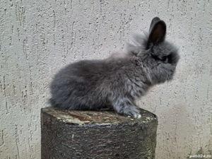 Iepure pitic caută casă 