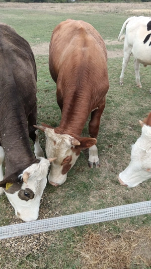 Vând un taur și o vitea - imagine 2