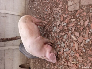 disponibili - imagine 2