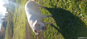 porc gras  - imagine 4