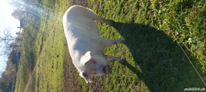 porc gras  - imagine 3