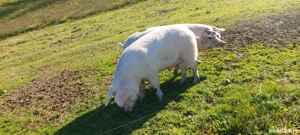 porc gras  - imagine 5