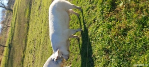 porc gras  - imagine 2