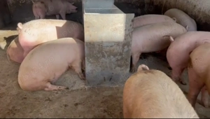 porci de țară cu coada