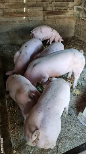 Vand porci pentru Craciun - imagine 3