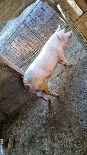 Vand porci pentru Craciun - imagine 2